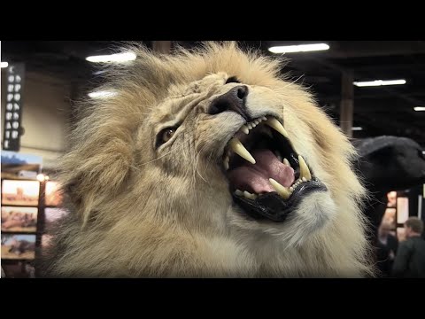 BLOOD LIONS® OFFICIAL TRAILER 2015 | Award winning feature documentary
