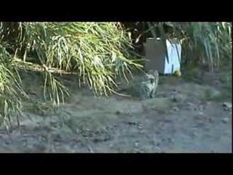 El Hijo del Naranjo trailer