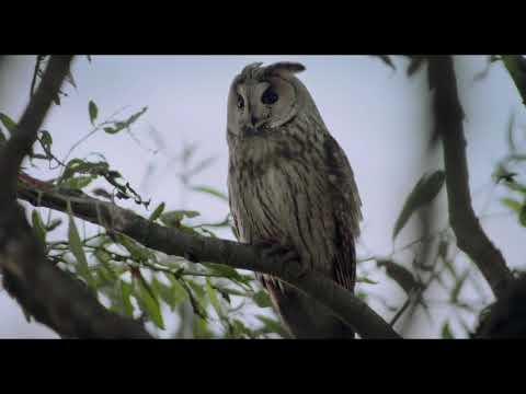 "Fred Jüssi. Olemise ilu" treiler