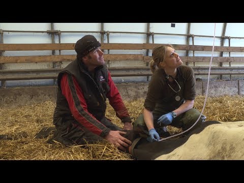 Veearts Maaike [Trailer]