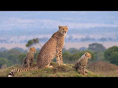 Maasai Mara wildlife documentary trailer