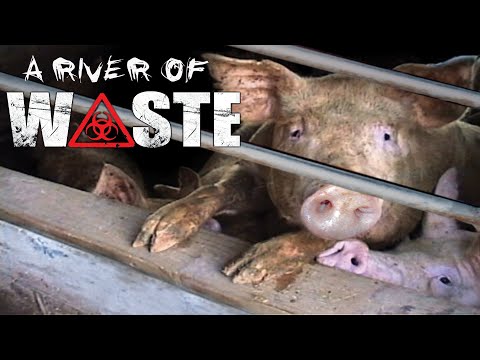 A River of Waste: The Hazardous Truth About Factory Farms | Official Trailer | CLS