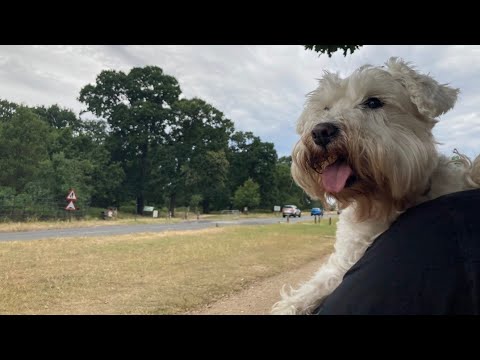 A Dog's Day - Official