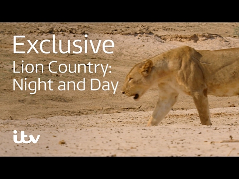 Lion Country: Night and Day | ITV