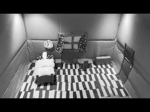 how gregor samsa became a bug (canonised)