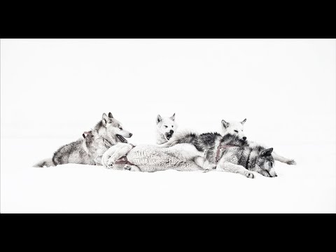 ICE DOGS Movie Trailer (Official)