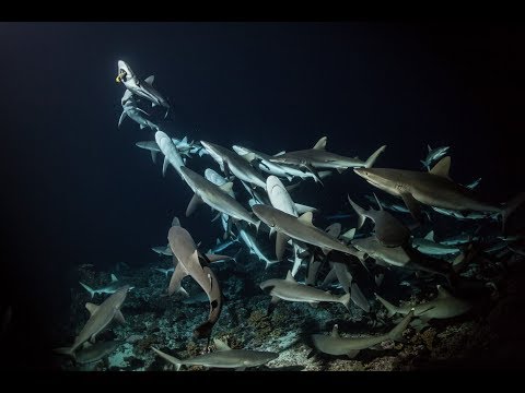 700 Sharks