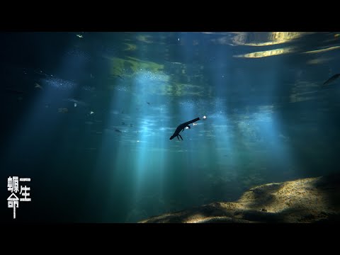 《一生螈命》Life (cycle) of the Hong Kong Newt \\ Short film