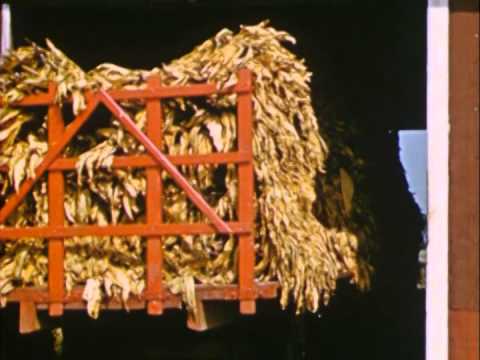 Le tabac jaune du Québec