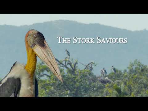 The Stork Saviours | Trailer | Golden Hessian Lion Award Winner 2020