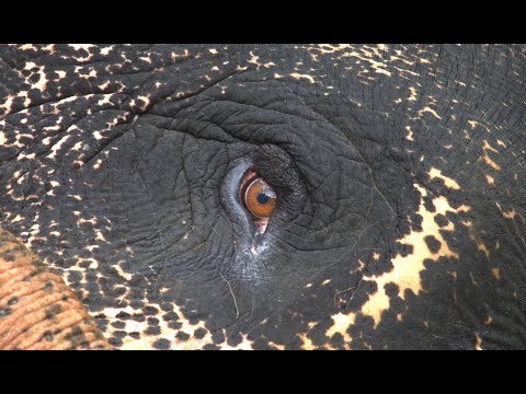 Cemetery – trailer | IFFR 2020