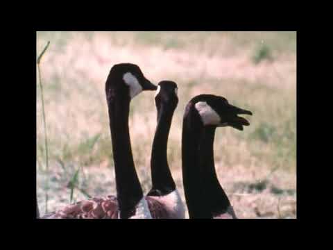 Cry of The Marsh (1969)