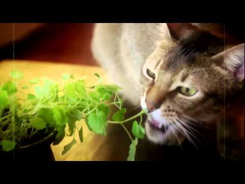 CATNIP: EGRESS TO OBLIVION?