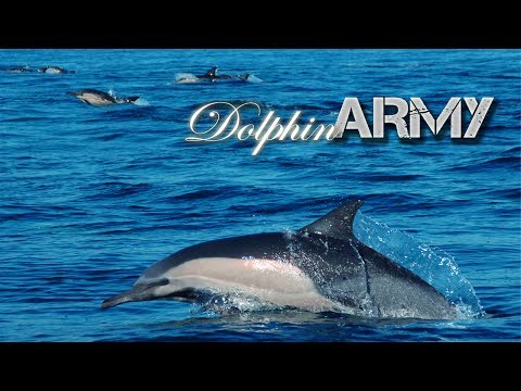 Dolphin Army - Teaser Trailer