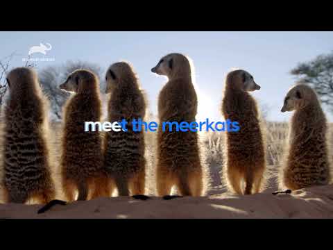 Meet the Meerkats - Promo | 13th December 2021 @9PM | Animal Planet