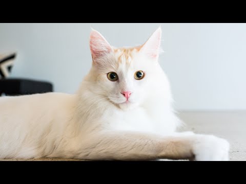 Catwalk 2 The Comeback Cats Trailer