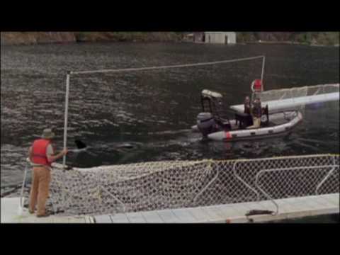 Luna - Spirit of the whale (Luna - the way home) Trailer