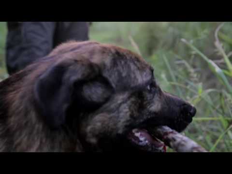 Our War - Trailer - Stockholm International Film Festival 2016