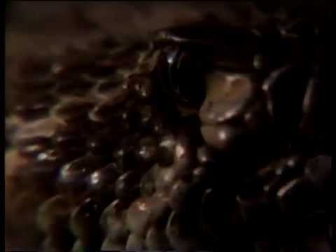 Silent Predators TV Spot