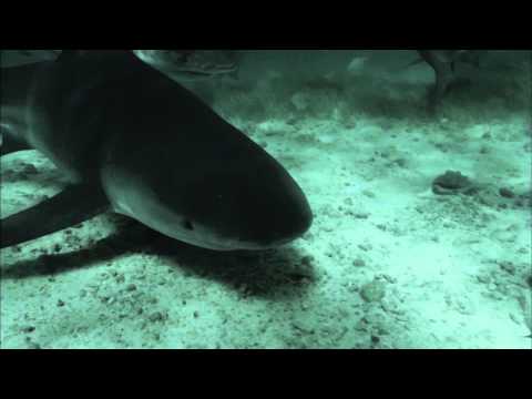 72 Dangerous Animals Australia - Trailer