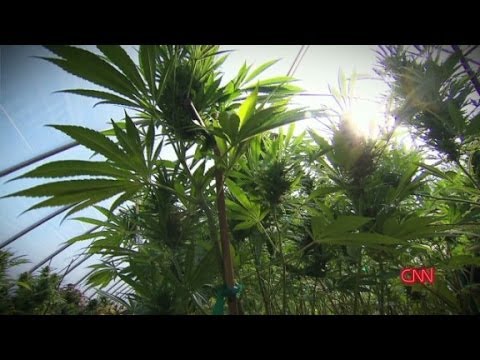 Weed 2: Cannabis Madness