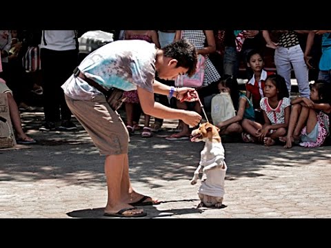 DA DOG SHOW | Trailer deutsch german [HD]