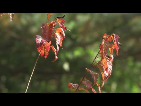 형님아내3(아랫집 부인)뮤직비디오