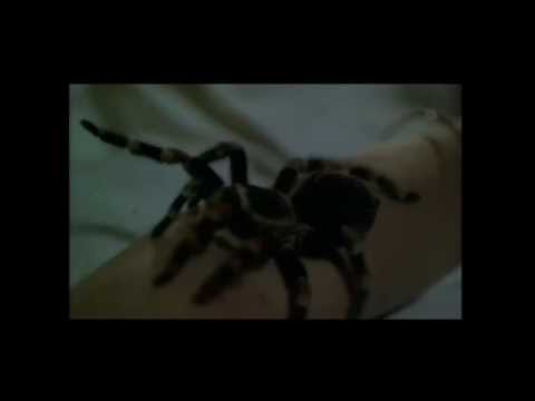 Kiss Of The Tarantula - Trailer 1976