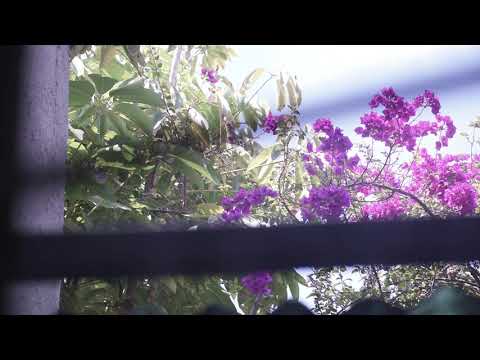 TRAILER - ALGUNA VEZ TAL VEZ