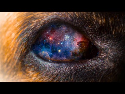 A Day in the life of your dog