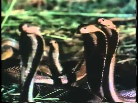 Zuma (1985)- Trailer Inglés