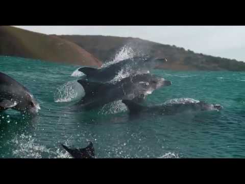 Oceans: Our Blue Planet - Trailer