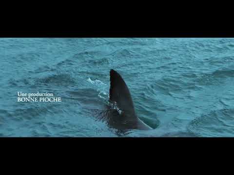 AU PLUS PRÈS DES REQUINS - Extrait