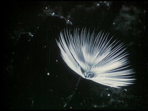 Trailer | Herbaria | Leandro Listorti