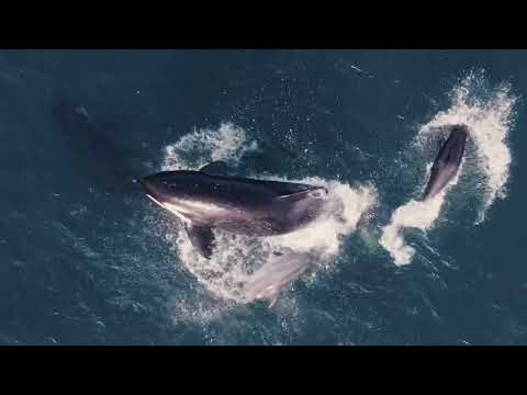 Nature | San Diego: America's Wildest City - Preview