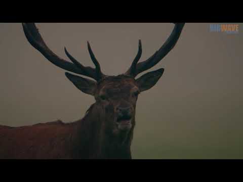 New Forest - A year in the Wild Wood (Trailer)