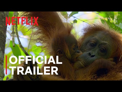 Official Trailer