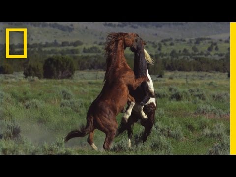 Untamed Mini Series Trailer | Untamed Americas