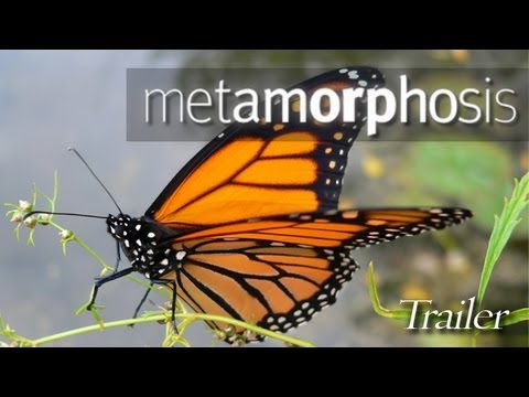 Metamorphosis: The Beauty & Design of Butterflies