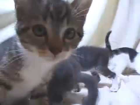 The Wonderful World of Kittens