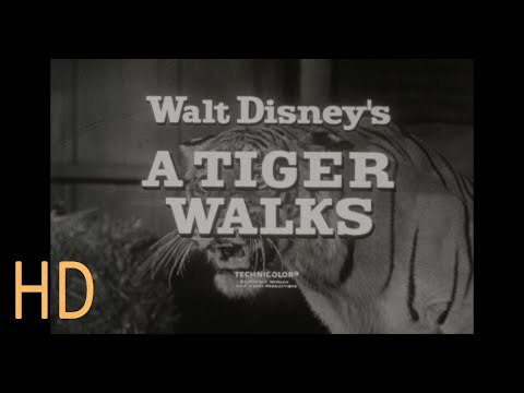 A Tiger Walks Walt Disney 1964 TV Spot 16mm HD Brian Keith Vera Miles Pamela Franklin Sabu Trailer
