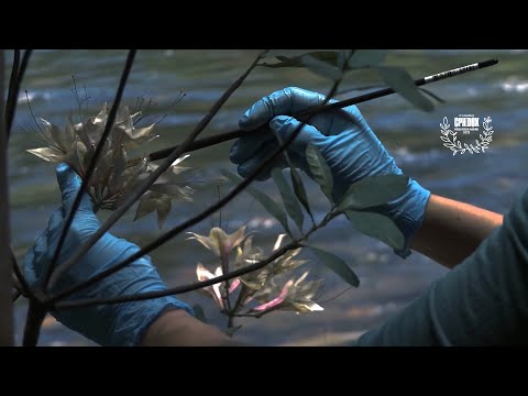 Green Grey Black Brown - Trailer