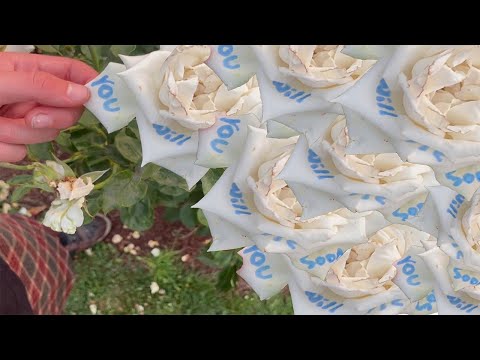 cod liver oil and milk