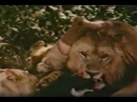 Trailer de Holocausto Cannabis (2001)