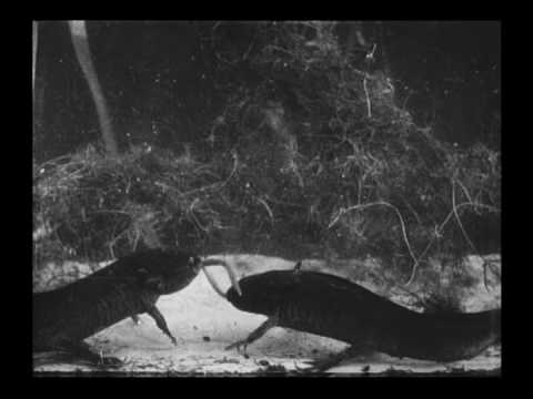 L'Amblystôme / The Axolotl