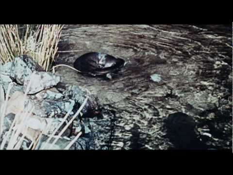 Ring of Bright Water Trailer