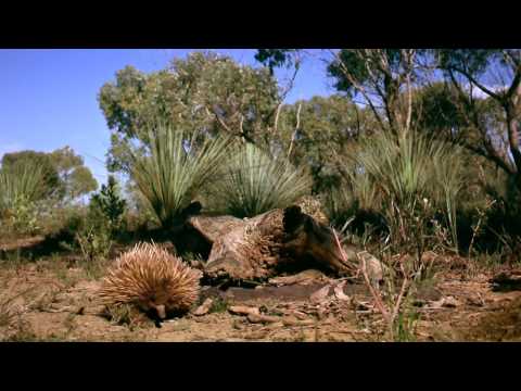 Australia: Land Beyond Time - Trailer