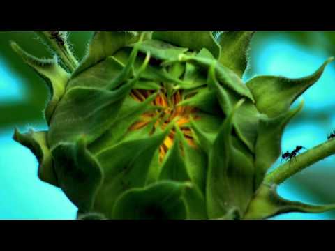 Jardines: una pelicula de Ernesto Baca