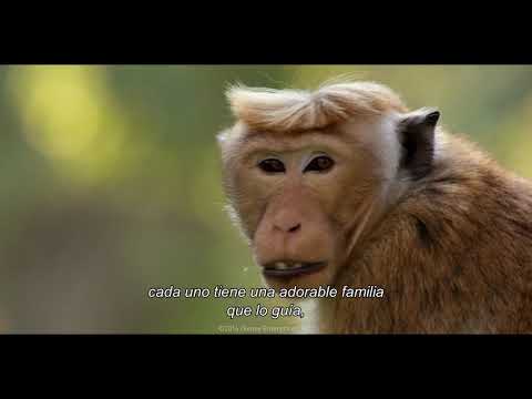 Tráiler | Growing Up Wild