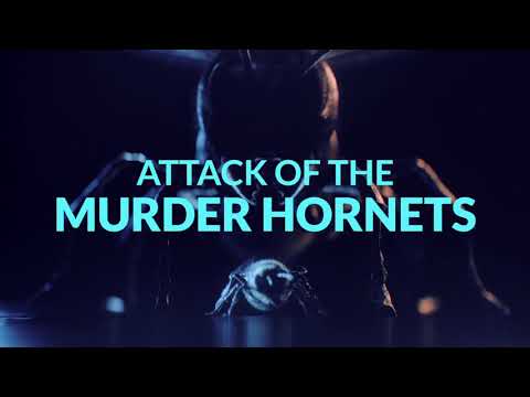 TRAILER // ATTACK OF THE MURDER HORNETS an Original Documentary Now On Discovery+